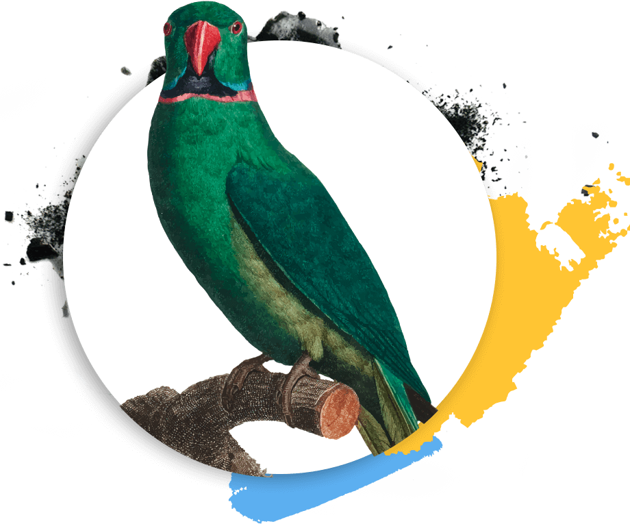 https://www.ulusoft.com/wp-content/uploads/2019/03/Psittaciformes.png